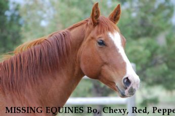 MISSING EQUINES Bo, Chexy, Red, Pepper Near Parker, CO, 80134